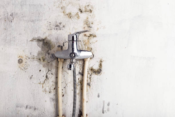 Certified Mold Removal in Florence, MT