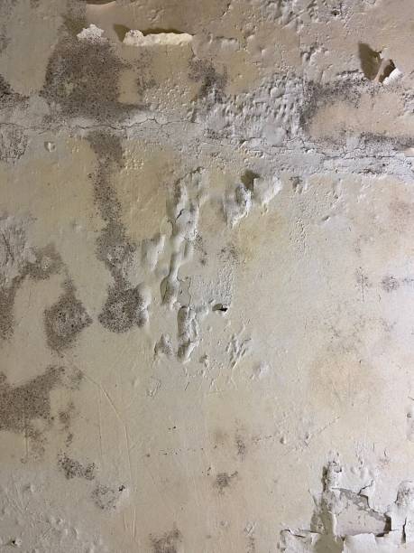 Best Residential Mold Removal  in Florence, MT